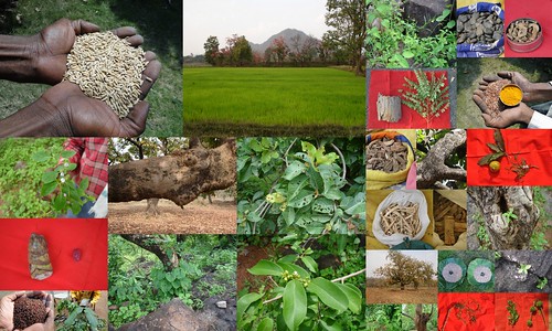 Validated, Promising and Potential Medicinal Rice Formulations for Bone Diseases (अस्थि रोग) with Diabetes mellitus Type 2 (मधुमेह) Complications (TH Group-427) from Pankaj Oudhia’s Medicinal Plant Database by Pankaj Oudhia