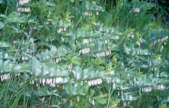 Hyacinthacées (ex-Liliacées)