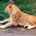 Longleat Lioness