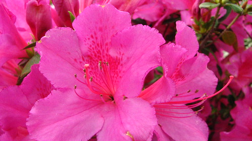 pink flowers pictures