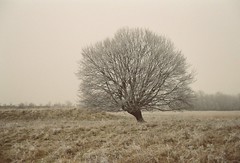 winter trees / árboles en invierno / Bäume im Winter