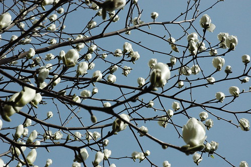White magnolia tree flower buds in early spring, clear sunny day, University of Washington Campus, Seattle, Washington, USA by Wonderlane