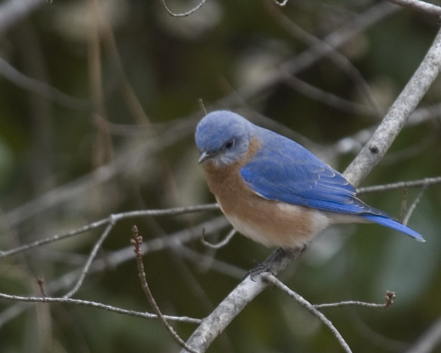 Angry Bluebird