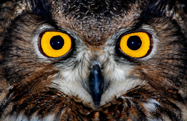 Eagle owl eyes