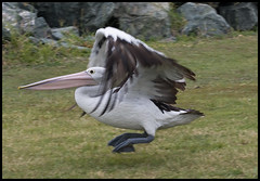 Aussie Pelicans