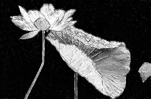 Lotus Flower and leaf Photo based pencil charcoal Sketch