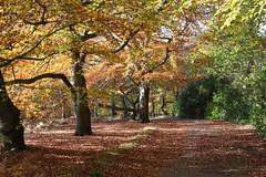 Autumn in Burnham Beeches