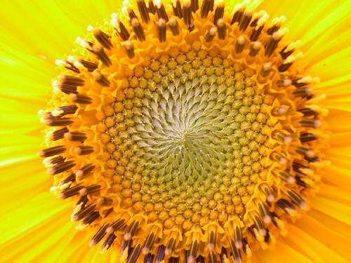 Sunflower Fibonacci Spiral