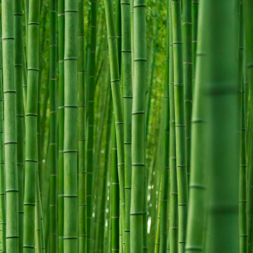 Bamboo forest : Arashiyama, Kyoto, Japan / Japón