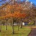 Duthie Park in autumn