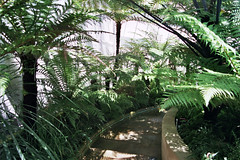 Sheffield Botanical Garden July 2005