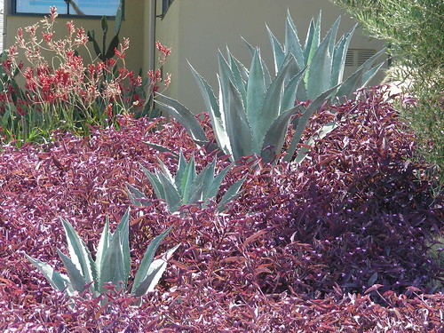 Tradescantia and Silver Agave by Billy Goodnick