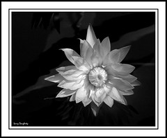 Black and White Images