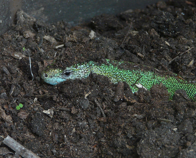 green lizard buried