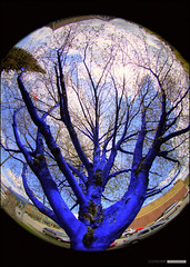 Blue Tree Project