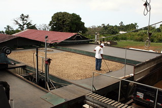 Drying the Beans