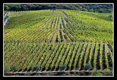 Viñas-Vignes-Vineyards/vinos/bodegas.
