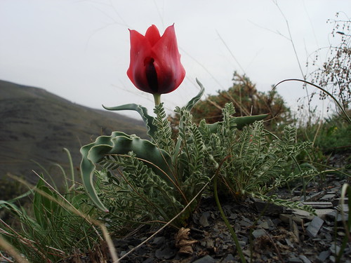گیاه وحشی کوه-ازغد ،فروردین 87(tulip flower)