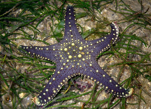 Pentaceraster sea star (Pentaceraster mammilatus)