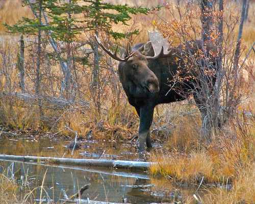 Moose at Vermillion Lakes