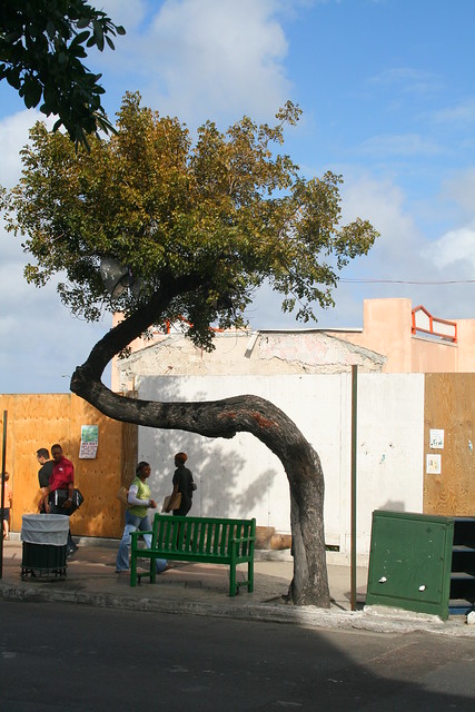 Фотография дерева