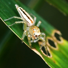 Salticidae/Jumping Spider