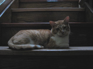 Jake on the stairs