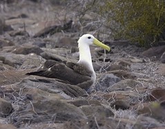 Galapagos- Albatrosses and Boobies