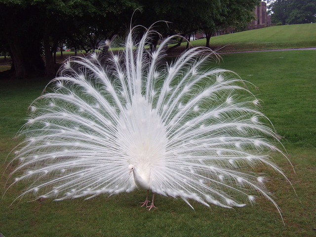 Beautiful white peacock displaying at Scone Palace in Scotland