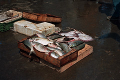 Essaouira Fish Market, Morocco 2006