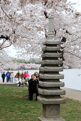 Cherry Blossom shot