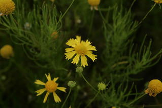 Picture of bitter sneezeweed