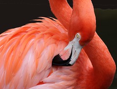Flamingo Series