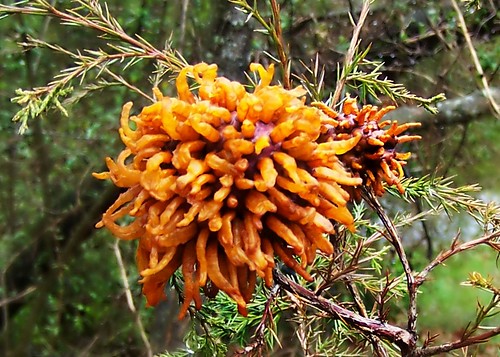 Pucciniaceae : Gymnosporangium juniperi-virginianae - Cedar-apple Rust Fungi Gall (fruiting stage)