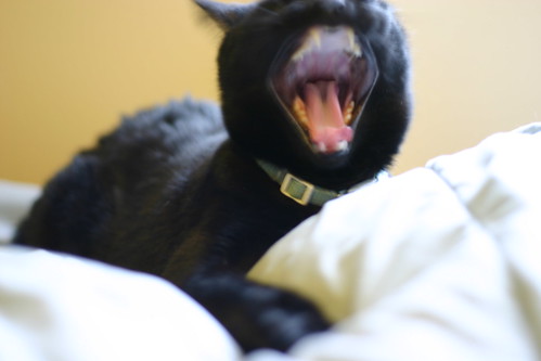 Mole yawning