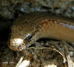 Slepci (Slow worms)