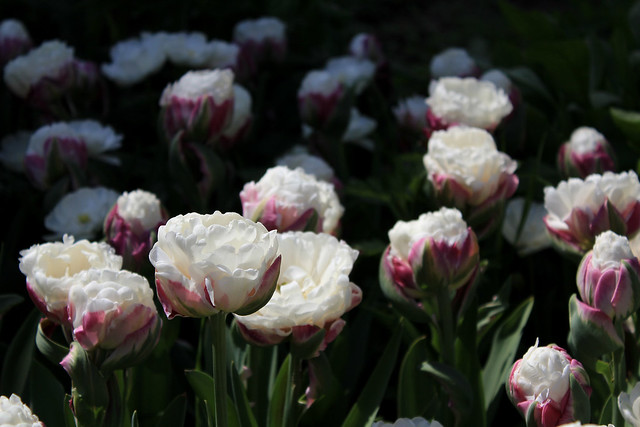 дебет-кредит Tulip 'Ice Cream', Tulips in the Apothecaries' Garden