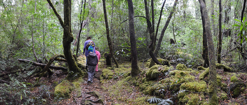 Almost everything is covered in moss on the Whyte River Walk - Tarkine Wilderness - Corinna - Tasmania