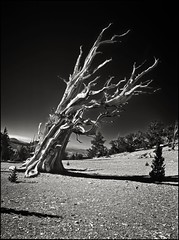 ancient bristlecone pines