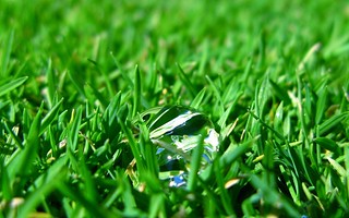 Water Droplet in the Grass