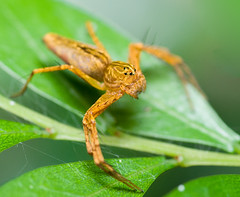 Oxyopidae/Lynx Spider