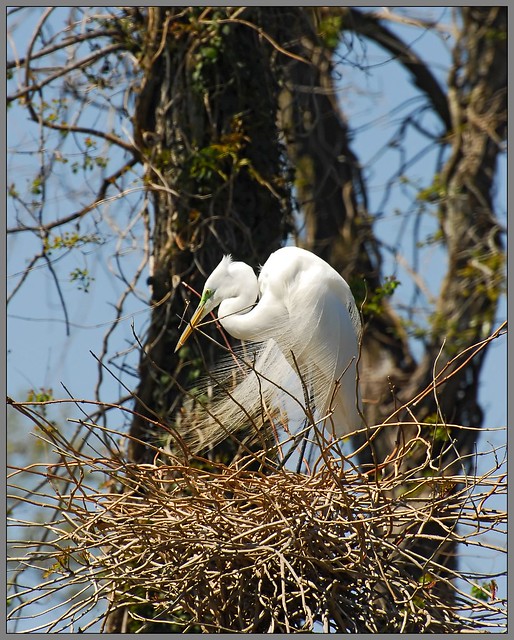 Great Egret on the nest