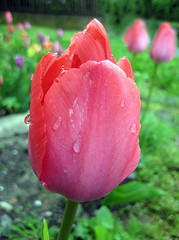 Tulips 2008
