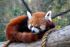 Ailuridae - Red Panda
