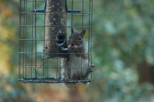 caged bird feeders