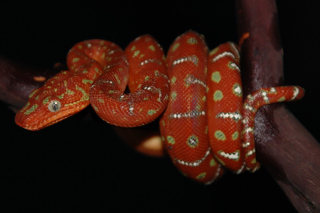 Baby Emerald Tree Boa Pictures 67
