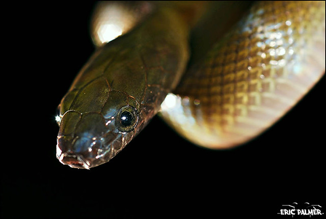 olive house snake