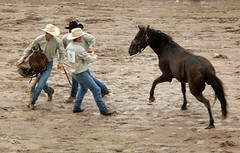 Cheyenne Frontier Days Rodeo 2008