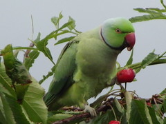 Ring neck Parakeets