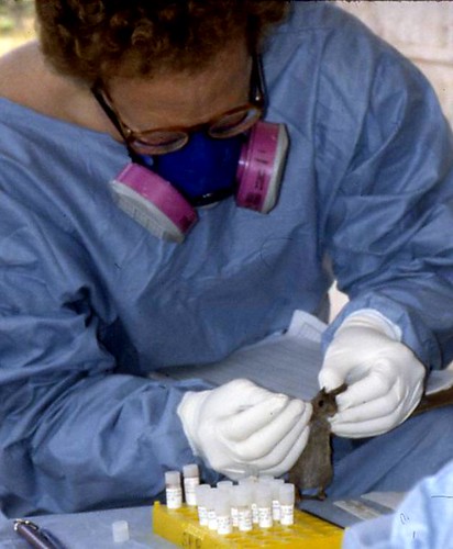 Lassa fever investigation: dissecting a specimen